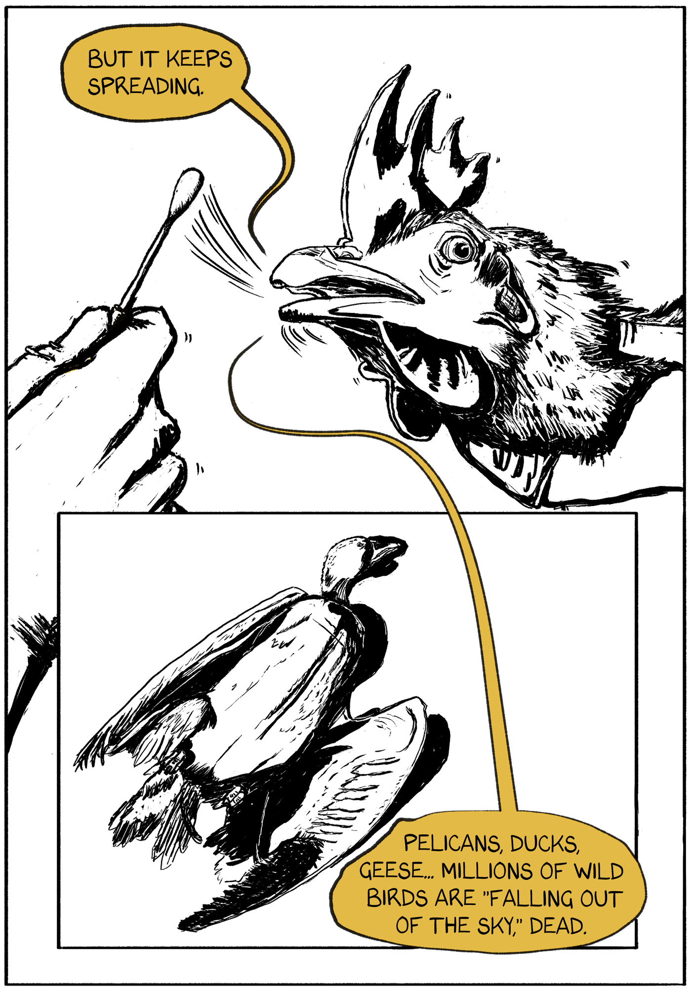 The swab is removed from the chicken's mouth. the chicken says "But it keeps spreading. Pelicans, ducks, geese... Millions of wild birds are 'falling out of the sky.' In the panel below, a dead goose is lying on the ground. 