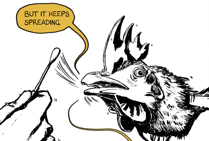 A human is removing a swab from a chicken's mouth and the chicken says "bug it keeps spreading." 